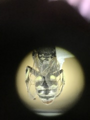 Oxybelus emarginatus