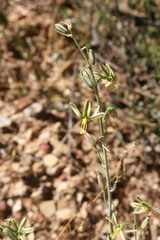 Albuca vittata