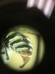 Oxybelus emarginatus