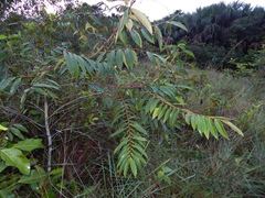Xylopia