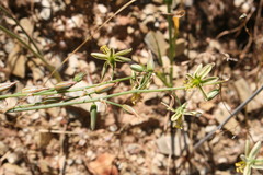 Albuca vittata