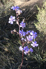 Aristea inaequalis