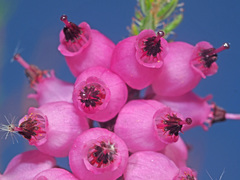 Erica racemosa