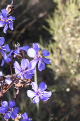 Aristea inaequalis