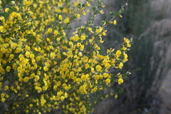 Aspalathus spinescens lepida