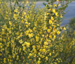 Aspalathus spinescens lepida