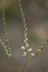 Polygonella gracilis