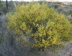 Aspalathus spinescens lepida