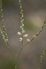 Polygonella gracilis