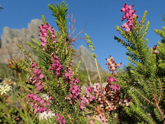 Erica racemosa