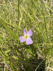 Rhexia cubensis