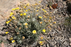 Euryops othonnoides