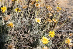 Euryops othonnoides