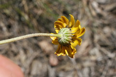 Euryops othonnoides