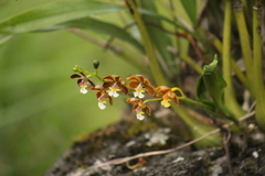 Prosthechea varicosa