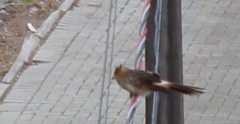Guira guira