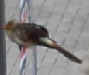 Guira guira