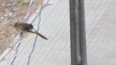 Guira guira