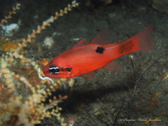 Apogon maculatus