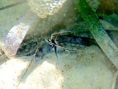 Pareques acuminatus
