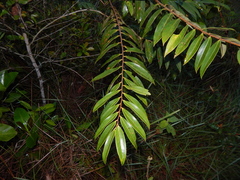 Xylopia