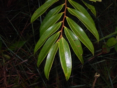 Xylopia