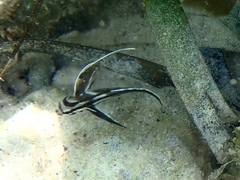 Pareques acuminatus