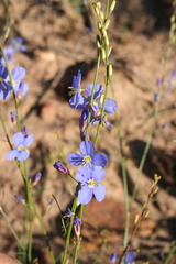 Heliophila macowaniana
