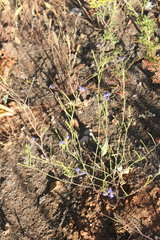 Heliophila macowaniana
