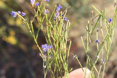 Heliophila macowaniana