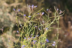 Heliophila macowaniana