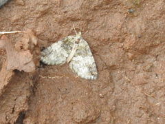 Hammaptera parinotata