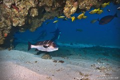 Plectorhinchus playfairi