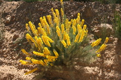 Lebeckia sepiaria