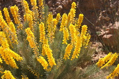 Lebeckia sepiaria