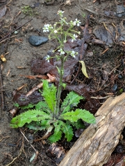 Micranthes micranthidifolia