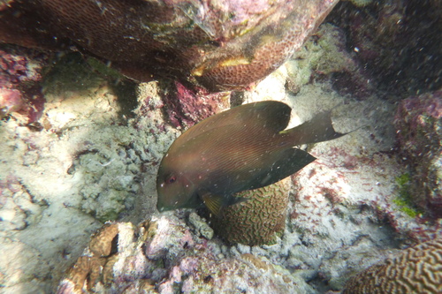Lined Bristletooth (Ctenochaetus striatus)