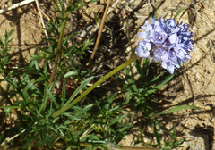 Gilia capitata abrotanifolia