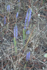 Micranthus filifolius