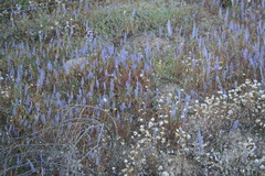 Micranthus filifolius