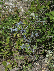 Eryngium caeruleum