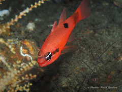 Apogon maculatus