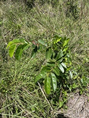 Annona glabra