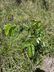 Annona glabra