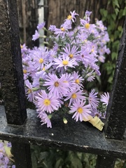 Symphyotrichum