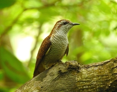 Cacomantis sonneratii