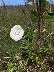 Clitoria falcata