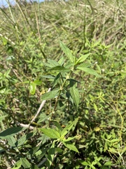 Spermacoce ocymifolia