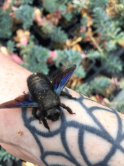 Xylocopa violacea