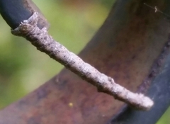 Lytrosis